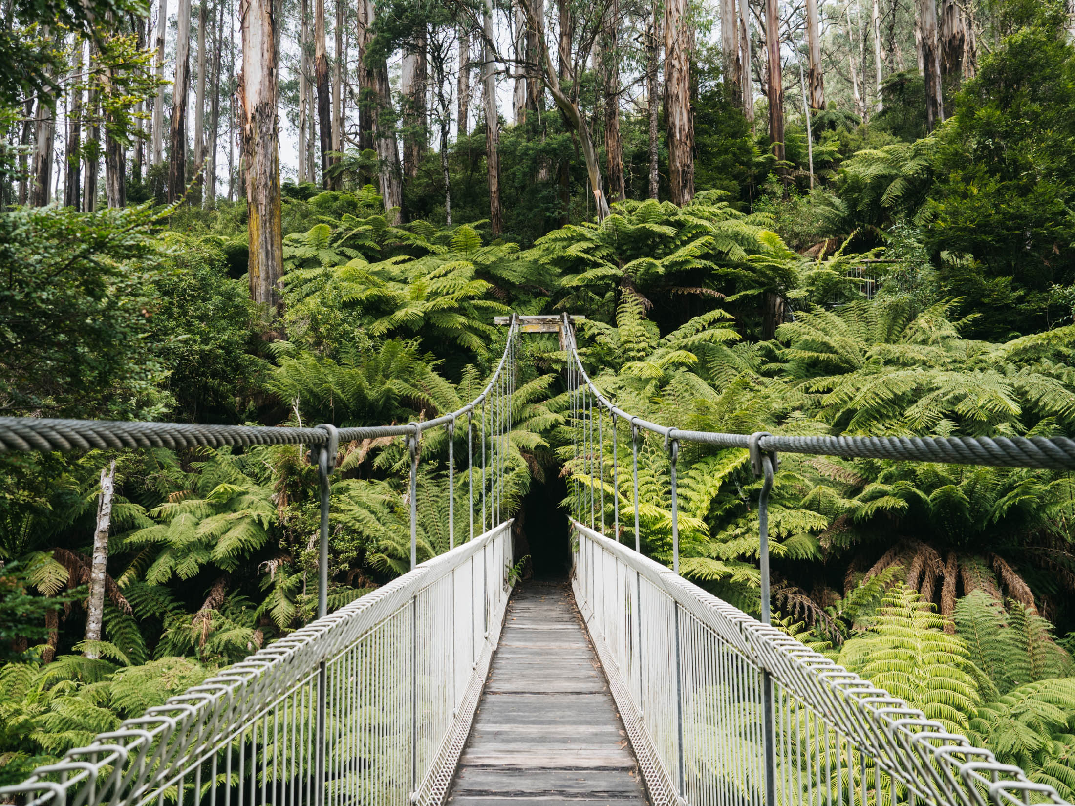 Tarra-Bulga-National-Park on our Sydney to Melbourne road trip