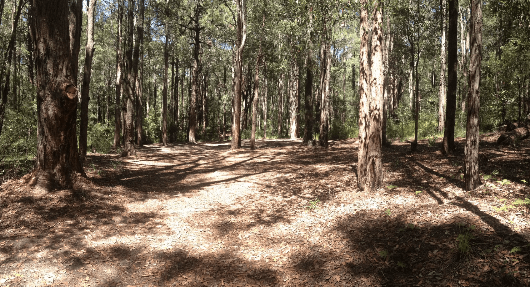 Turpentine Camping Area when camping in Hunter Valley with a 4WD
