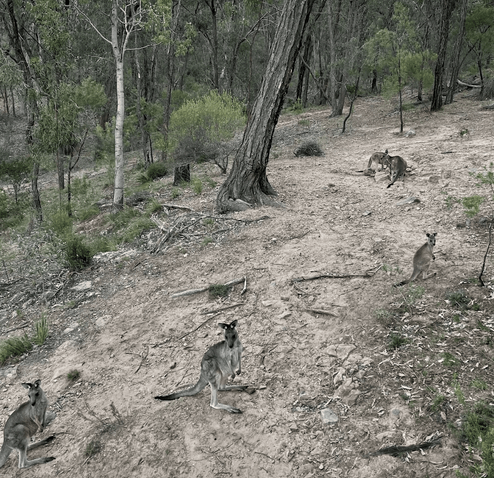 Plenty of wildlife such as Kangaroos in Capertee National Park