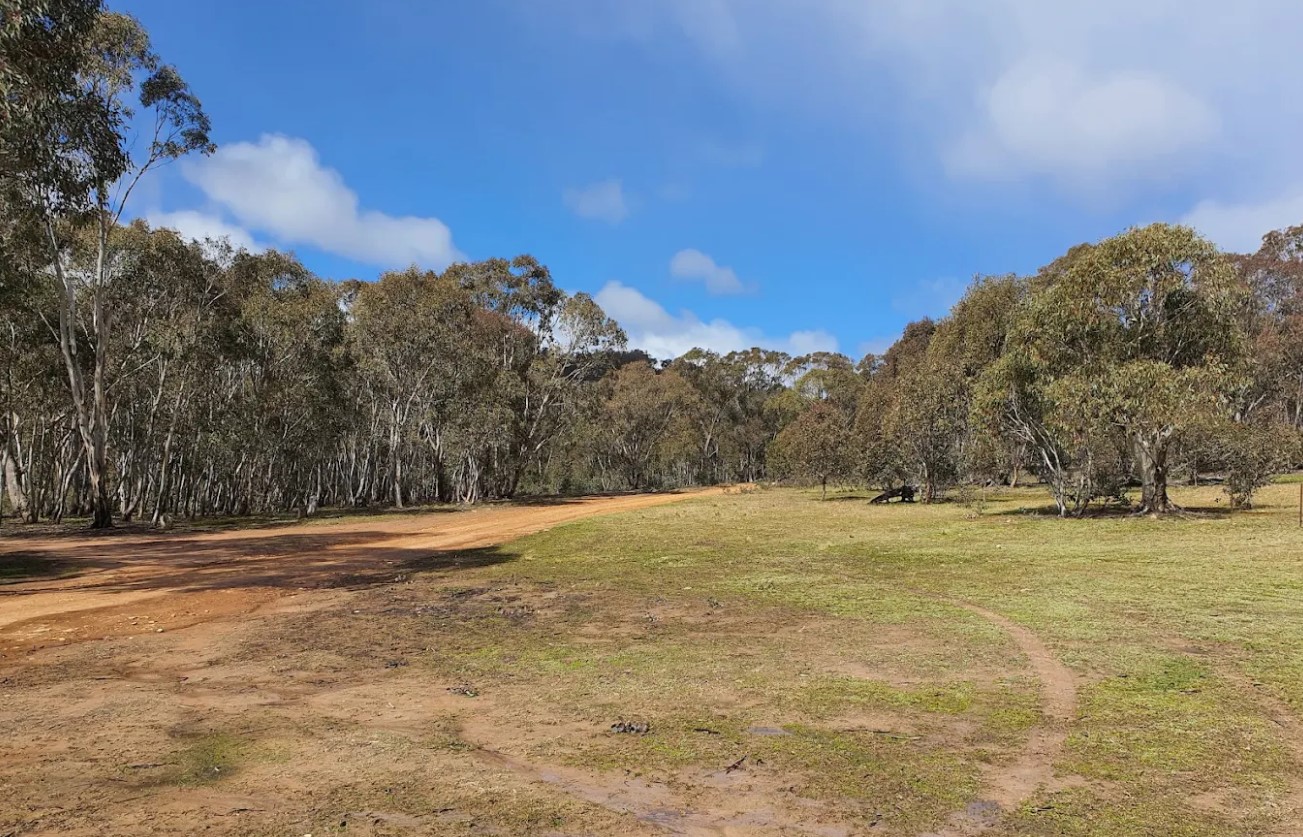 Eucalyptus trees surrounding Woolshed Flat Campground