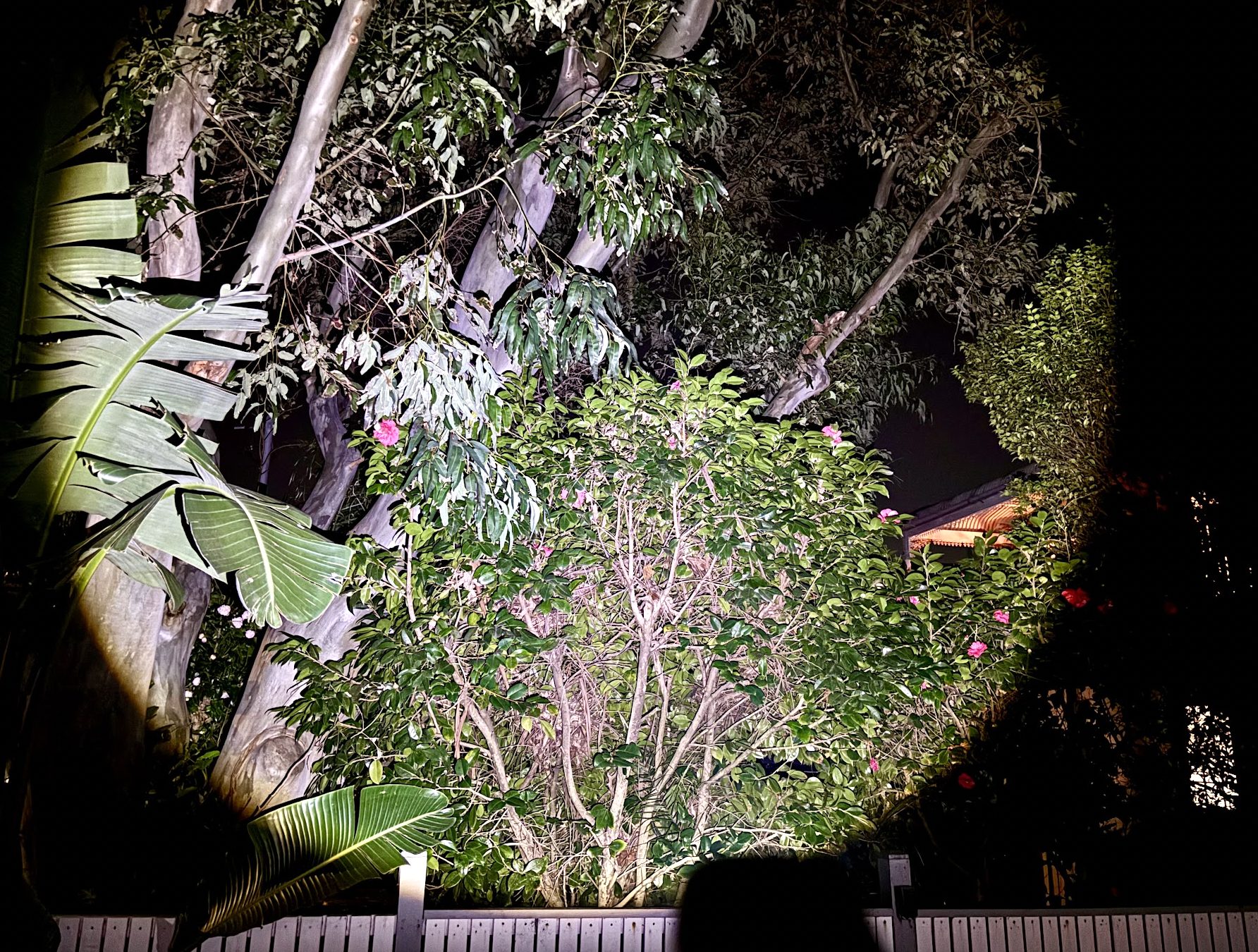 Using the Smiling Shark Compact outdoor torch at night