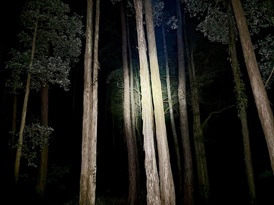The Everbeam H6 Pro creates a powerful beam at 650 lumens that reaches an impressive distance of 126 meters