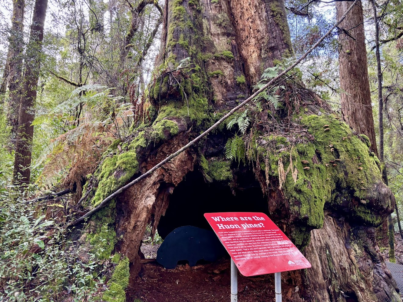 The Huon Pine Walk is a short, tranquil loop that puts you up close with the ancient and highly prized Huon Pine trees