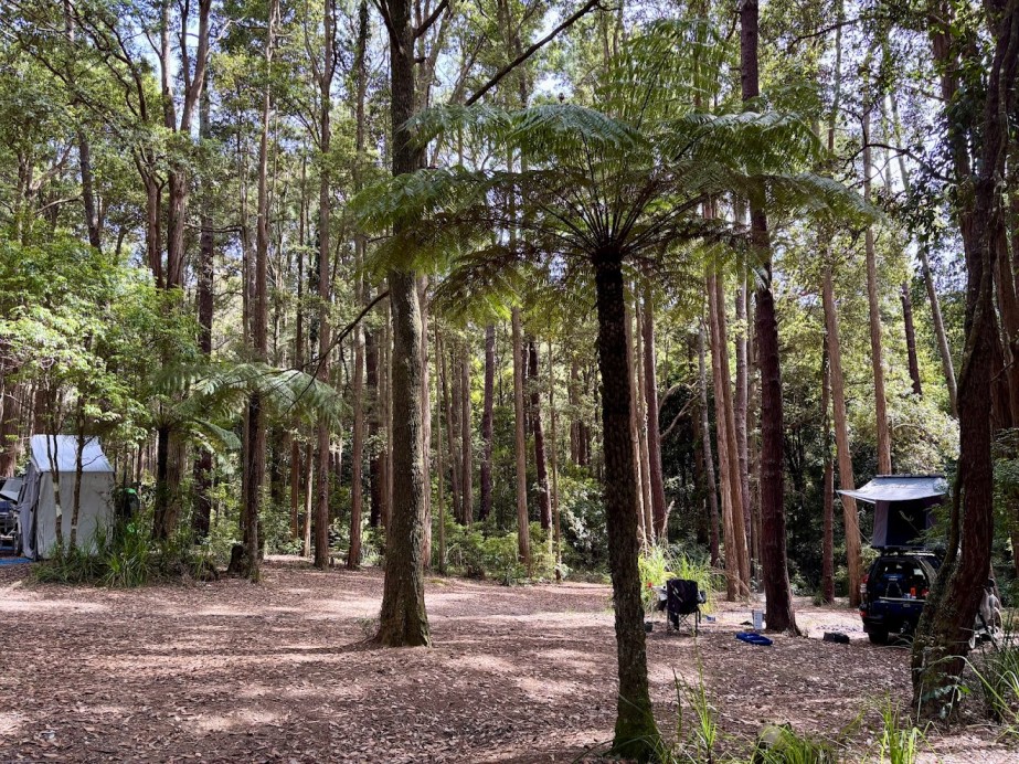 The Pines Campground Watagans is a genuinely exceptional free camping spot that perfectly balances accessibility with a true sense of seclusion