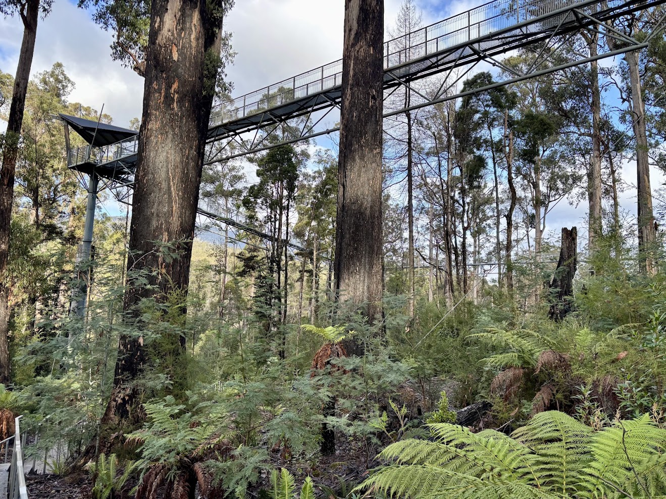 The​ Tahune Airwalk in Tasmania rises 50 metres above the Huon River